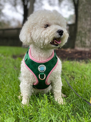 Ivy Harness